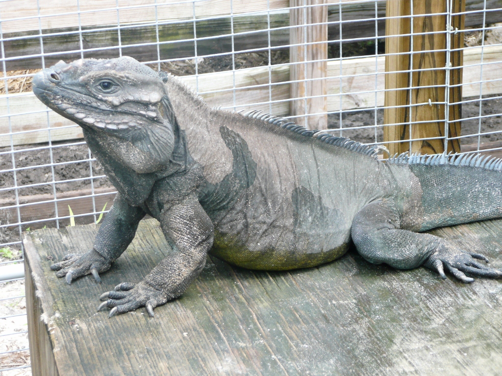 Rhinoceros Iguana or Geochelone Gigantea